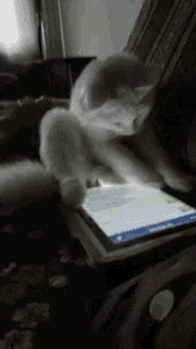 Texting Cat GIF - Texting Cat Phome GIFs
