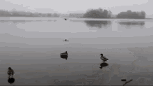 Duck Fly GIF - Duck Fly Slide GIFs