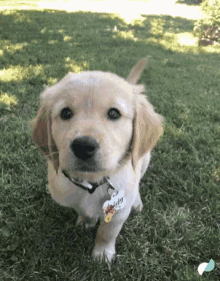cute puppy golden retriever behaved