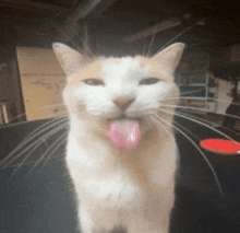 a close up of a cat sticking its tongue out .