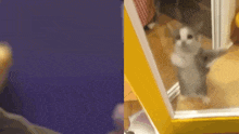 a blurred image of a cat standing in front of a yellow box