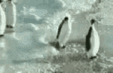 Penguin Slap GIF - Penguin Slap Funny Animals GIFs