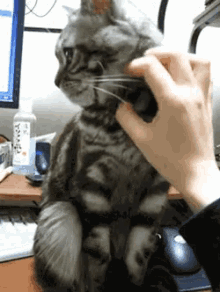 When Bae Is Giving You Too Much Attention GIF - Kittens Cats Aww GIFs
