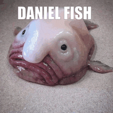 Dan Daniel Fish GIF - Dan Daniel Fish Dan Fish GIFs