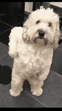 a small white dog is standing on its hind legs and looking at the camera