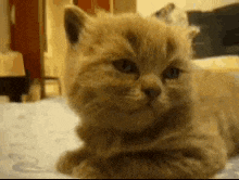 a close up of a cat laying on top of a bed .