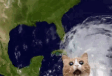 Storm Cat GIF - Storm Cat GIFs