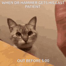 a picture of a cat with a caption that says when dr hammer gets his last patient out before 5:00