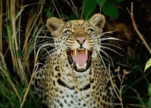 Profil - Anastasya Schuyler Jaguar-roar