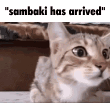 Sambaki Arrived GIF - Sambaki Arrived GIFs