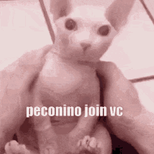 peconino bingus join vc meme