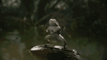 Frogs Lol GIF - Frogs Lol Lmao GIFs
