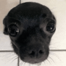 a close up of a black dog 's face on a tile floor .