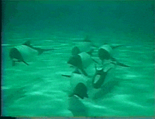 a group of killer whales are swimming in the water