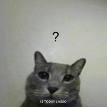 a cat with a question mark above its head and the words is today lasso below it .