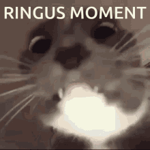 Ringus Ringus Moment GIF - Ringus Ringus Moment Wolfhazard GIFs