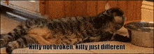 a cat is laying on the floor next to a bowl of water