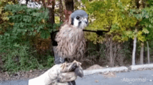 Owl Hawk GIF - Owl Hawk Bird GIFs