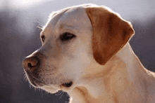 a close up of a yellow labrador retriever 's face looking to the side .