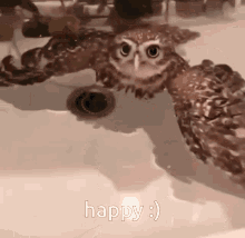 Owl Happy GIF - Owl Happy GIFs