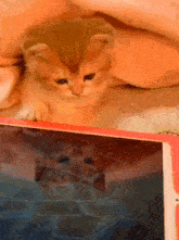a kitten laying on top of a tablet computer