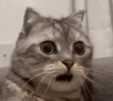 a cat with a surprised look on its face is looking at the camera .