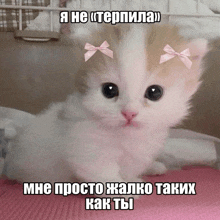 a white and brown kitten with two pink bows on its ears