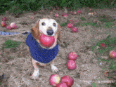 a dog is holding an apple in its mouth in a field of apples