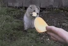Squirrel Eating GIF - Squirrel Eating Hungry GIFs