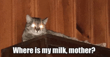 Meme Cat GIF - Meme Cat GIFs