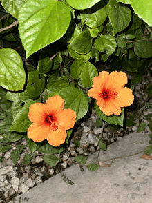 Hibiscus Peach Flower GIF