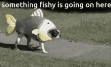 fishy it
