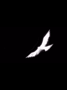 Uçan Kuş Siyah Beyaz Kuş GIF - Uçan Kuş Kuş Siyah Beyaz Kuş GIFs