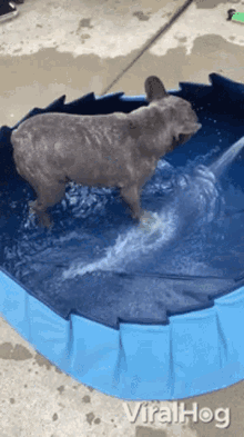 Dog Jumps Out Of The Pool Viralhog GIF