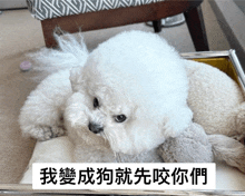 a small white dog laying on a pillow with chinese writing on the bottom right