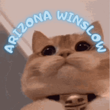 Winslow Cat GIF - Winslow Cat GIFs