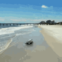 flying turtle animal dreams emily carey beach fly
