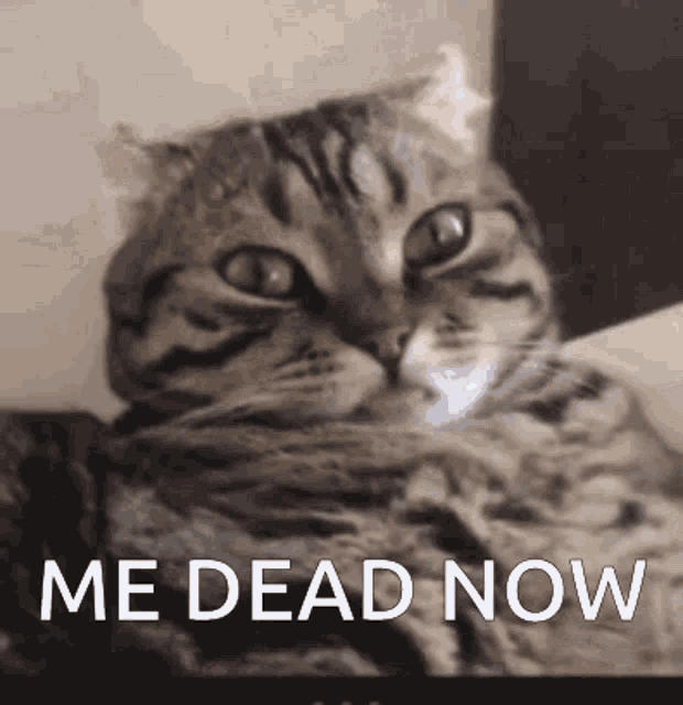 Me Dead Now Cat GIF - Me Dead Now Cat Kitty GIFs