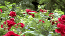 a bunch of red roses surrounded by greenery