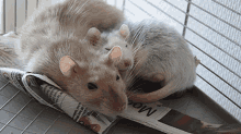 rats cute cuddling