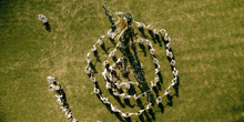 a group of people are standing in a circle with their shadows on the grass