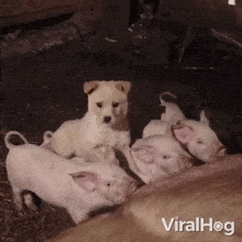 Trying To Blend In Dog GIF - Trying To Blend In Dog Pig GIFs