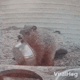 Oops Groundhog GIF - Oops Groundhog Viralhog GIFs