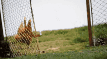 Chicken Beer Funny GIF - Chicken Beer Funny Lets Drink GIFs