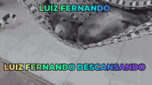 Luiz Fernando GIF - Luiz Fernando Luiz Fernando GIFs
