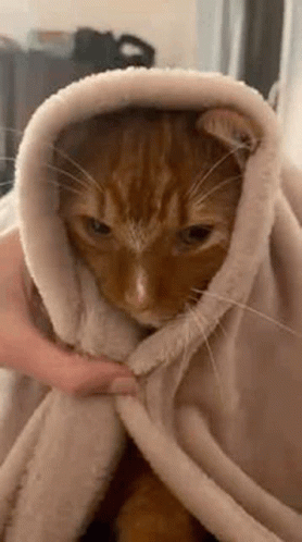 Gato Ginger GIF - Gato Ginger Cat - Discover & Share GIFs