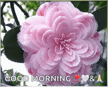 a pink flower with the words `` good morning '' on it