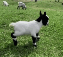 Linnteressant Goat2 GIF - Linnteressant Goat2 GIFs