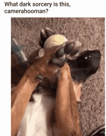 Dogs Derp GIF - Dogs Derp What Dark Sorcery Is This GIFs