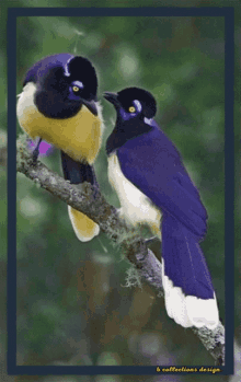 two colorful birds are perched on a tree branch with the words b collections design on the bottom right